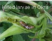 Larvicide Control Chemical