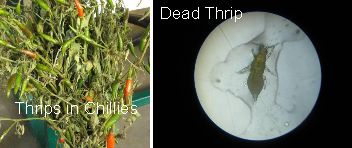 Mite & Thrips Control Chemical