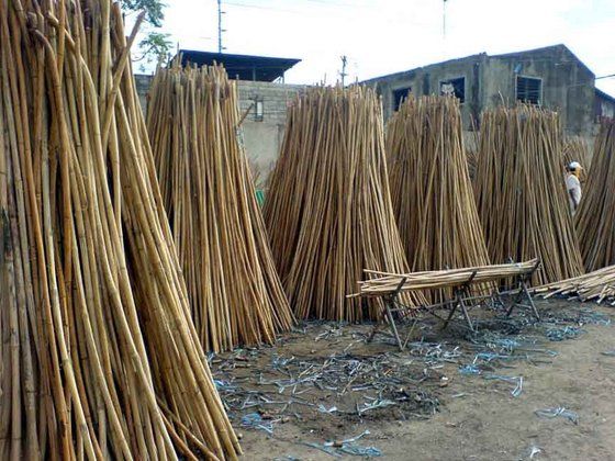 Rattan Canes