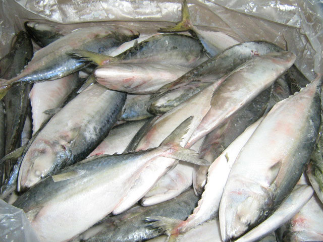 Mackerel Fish