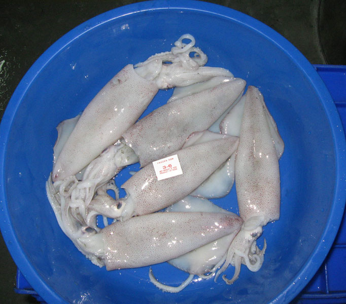 Squid Whole