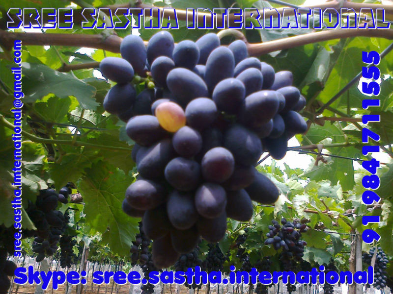 Fresh Thompson, Indian Black Seedless Grapes