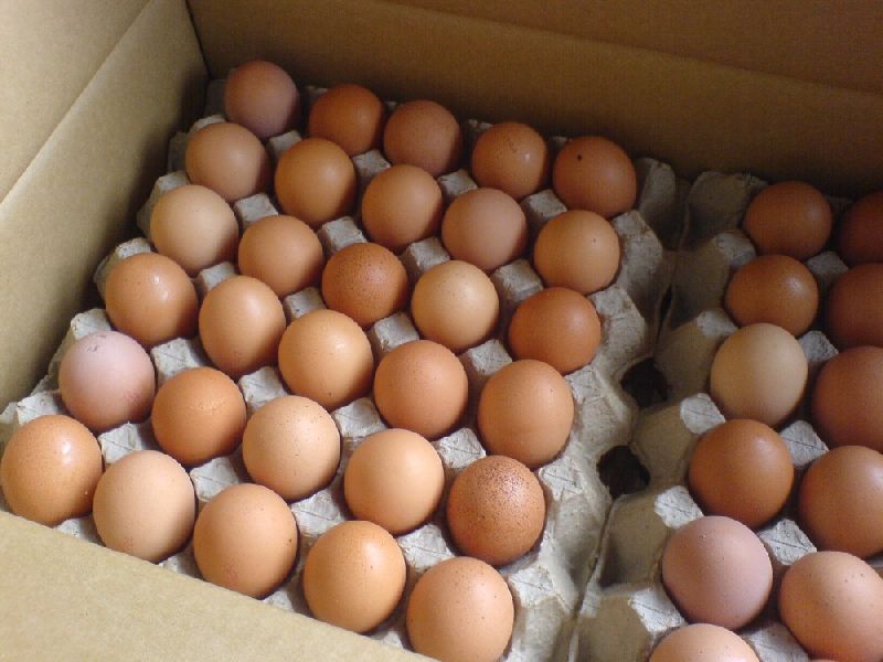 Best Quality Fresh Brown Table Chicken Eggs