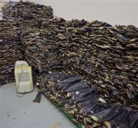 Dried Shark fins and tail
