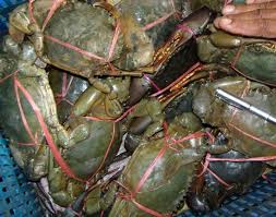 Fresh Frozen and Live Mud Crabs , Blue Crab and Blue Crabs