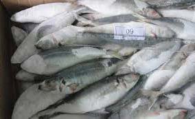 Frozen Fresh Mackerel Fish