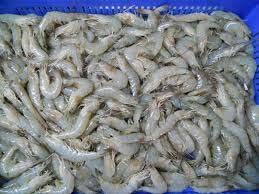 Frozen Fresh Vannamei White Shrimp