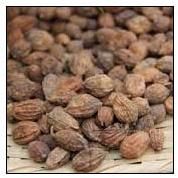 Fructus Alpiniae Oxyphyllae