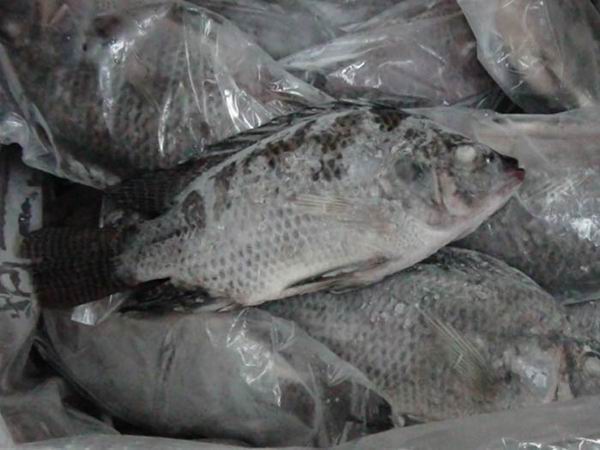 Origin Black Frozen Tilapia Fish With Good Price