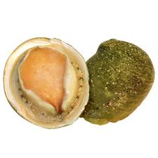 Seafood factory frozen abalone/canned abalone/dried abalone price