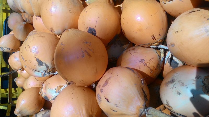 Soft Natural Orange Tender Coconut