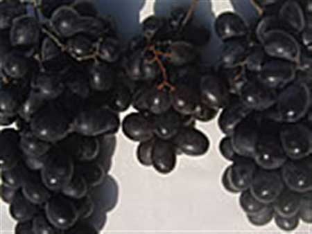 fresh black grapes