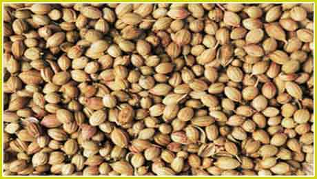 coriander