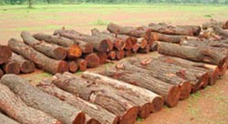 Babool Wood Logs