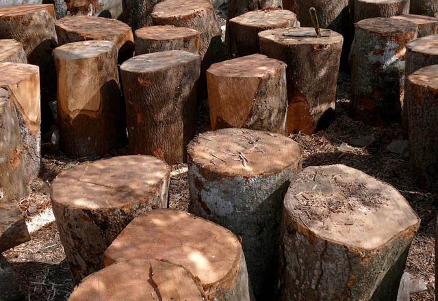 Mango Wood Logs