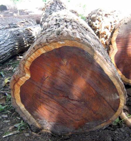 Cocobolo Wood Logs