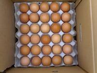 Congo African Grey Eggs