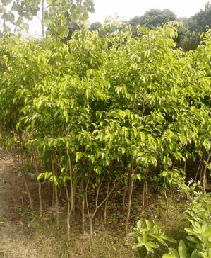 Ficus Benjamina Plant