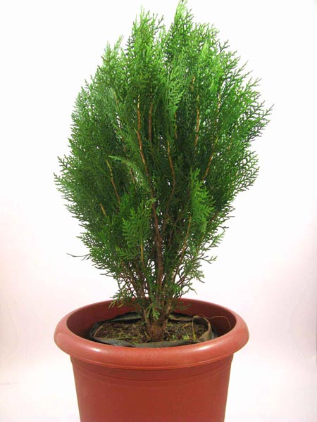 Platycladus Plant, for Agriculture, Color : Green