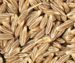 Cumin seeds