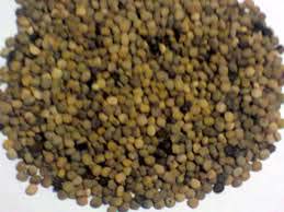 Guar Beans Seeds