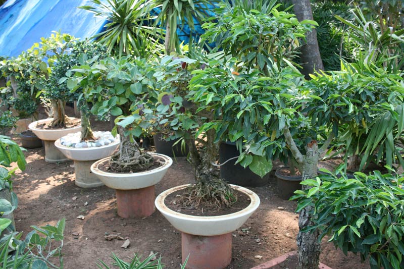 Products Bonsai Plants Manufacturer inTirunelveli Tamil 