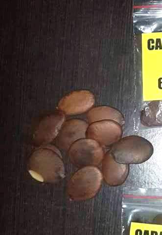 Caba Natural Seed