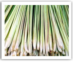 Fresh Lemongrass Stalks