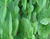 Oregano Leaves