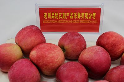 Fresh Chinese Apple Fruit