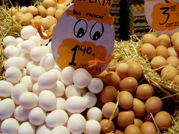 cockatoo eggs for sale