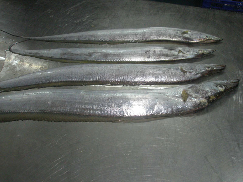 Ribbon Fish by Seafood World International, Ribbon Fish from karachi