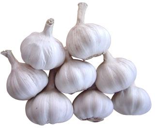 garlic