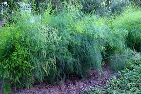 Asparagus Plants