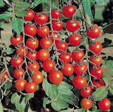 Exotic Tomato Plants