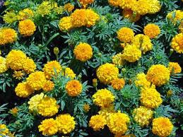 Marigold Flower Plants