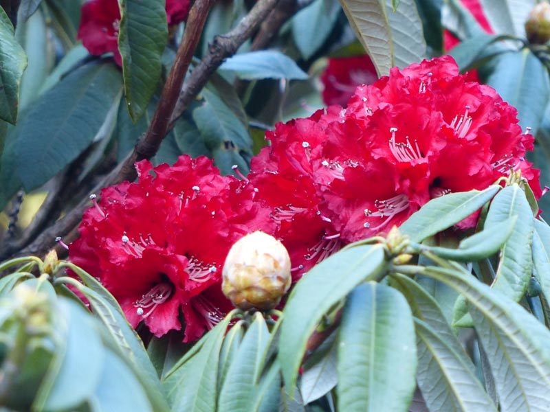 Rhododendron