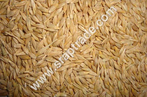 barley seeds