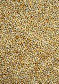 Organic Green Millet Seeds, for Cattle Feed, Packaging Type : Plastic Bag
