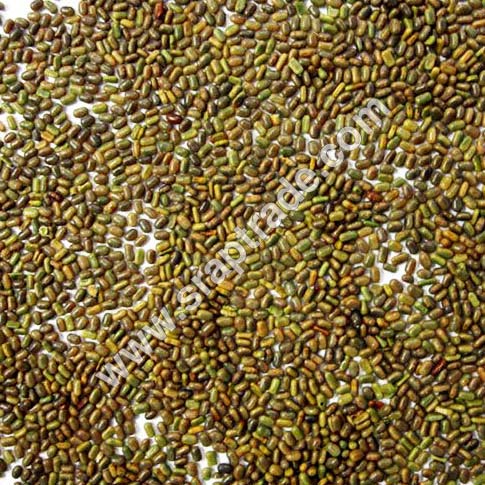 Organic Sesbania Seeds, Color : Brown