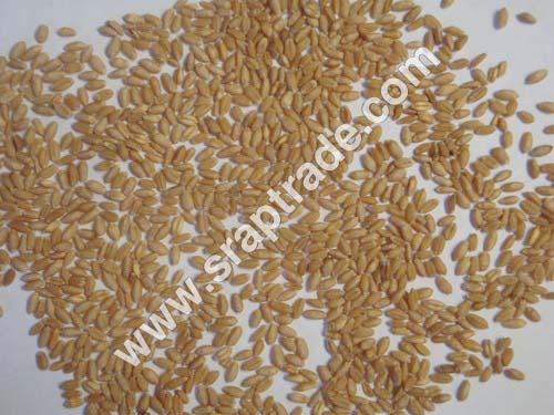 Organic Wheat Seeds, for Food, Style : Dried