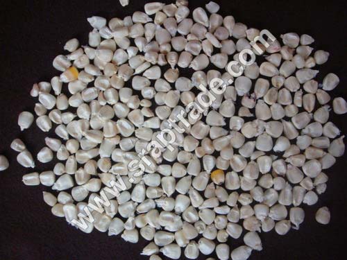 Organic White Maize Seeds, for Animal Feed, Style : Dried