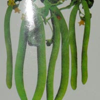 Organic Armenian Cucumber Seeds, Packaging Type : Plastic Packets