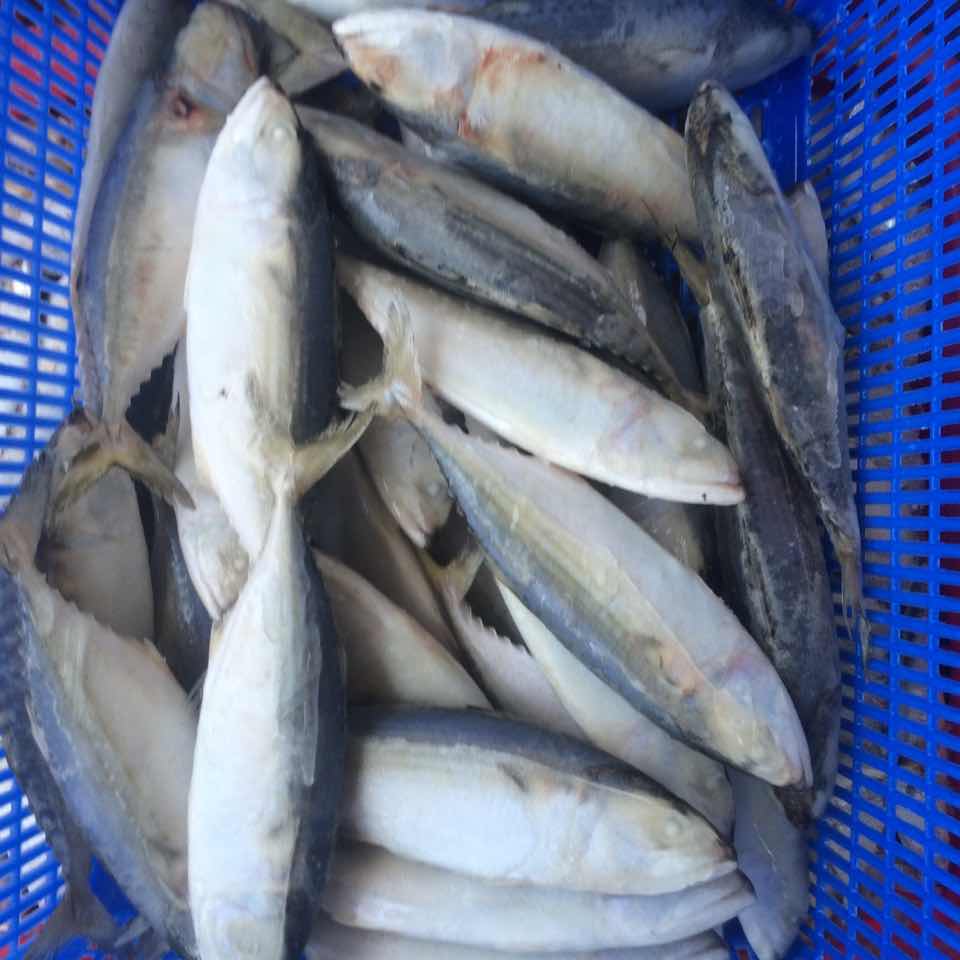 Indian Mackerel by SEA WEST IMPORT EXPORT COMPANY, Indian Mackerel, USD