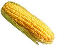 Yellow Corn, Maize