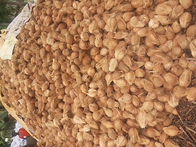 Indian Fresh Pollachi Coconut