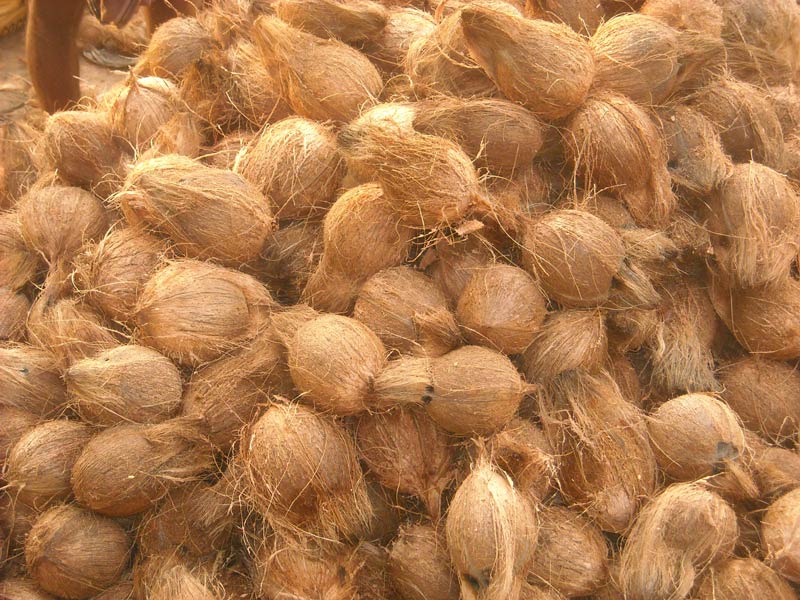Export quality Semi Husked Coconut