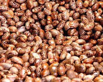 Red Castor Seeds