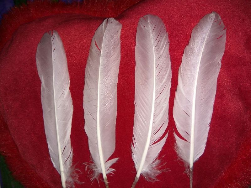 soraj Pack of 12 Decorative Feathers Price in India - Buy soraj Pack of 12  Decorative Feathers online at