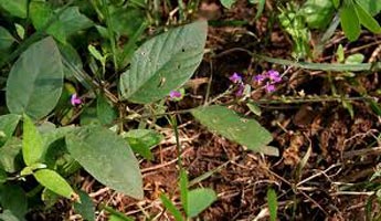 Desmodium Gangeticum